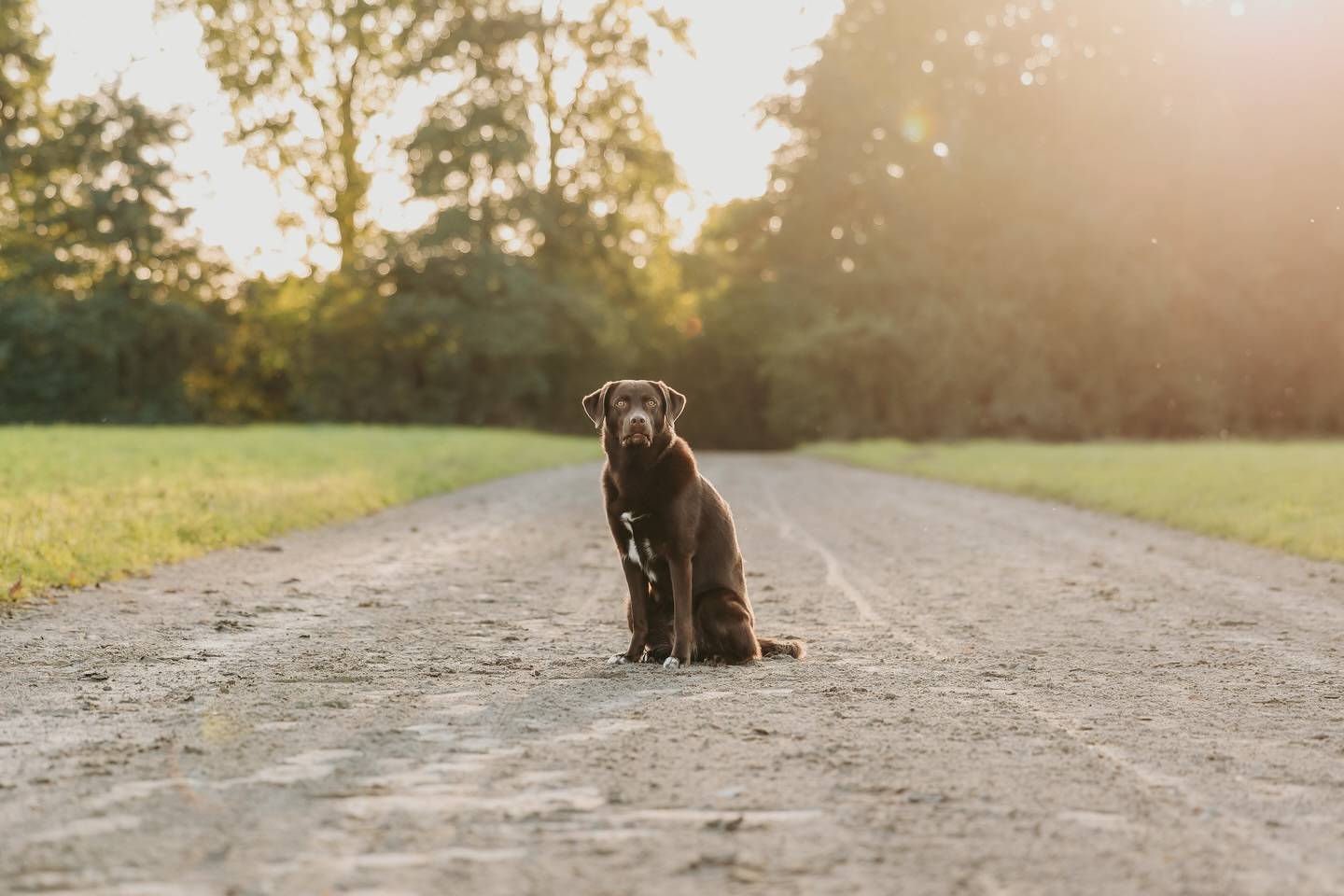 Brauner Labrador sitzt mitten auf einem breiten Sandweg, hinter ihm geht die Sonne über den Bäumen unter.