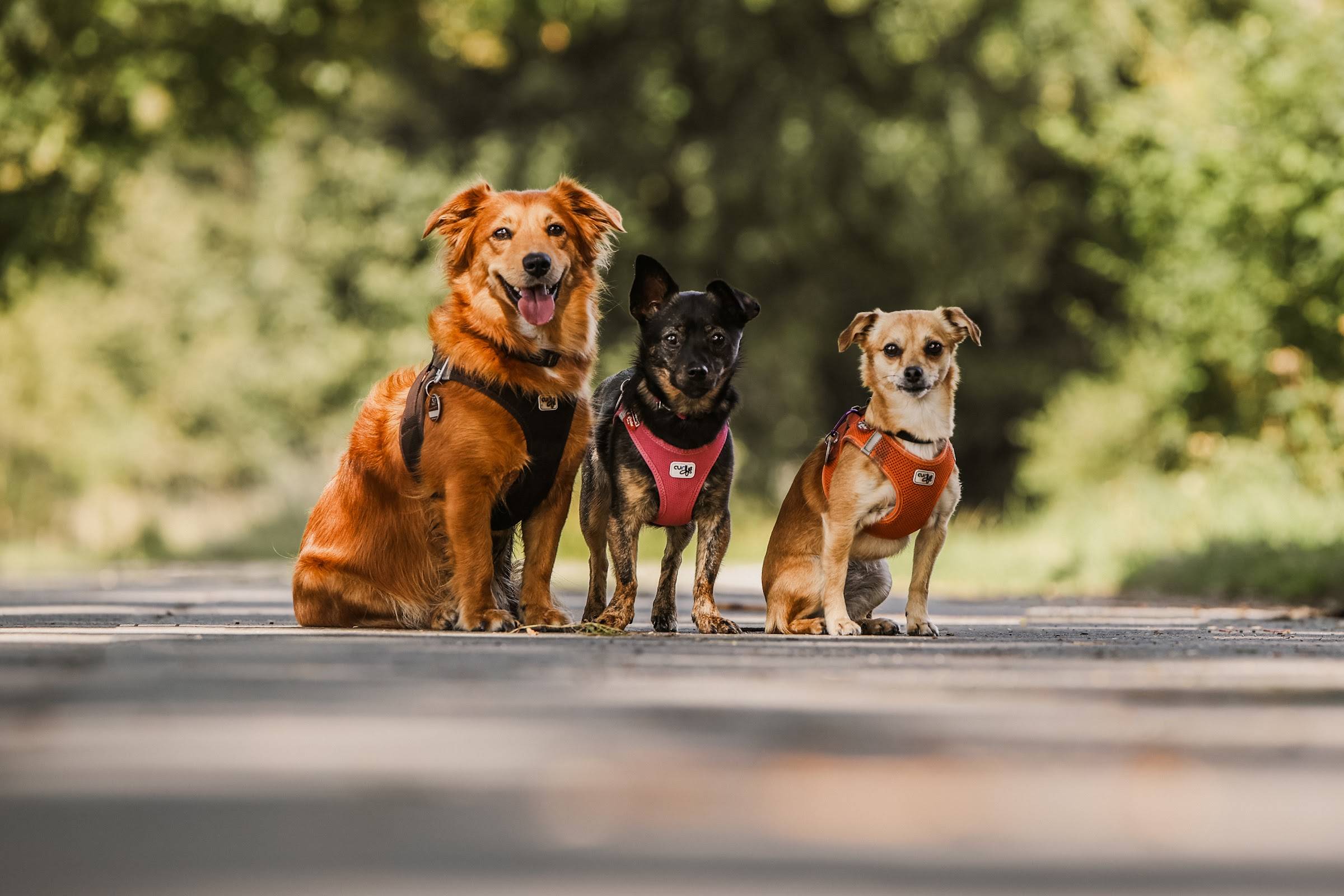 Drei Hunde mit bunten Geschirren sitzen nebeneinander auf einem Parkweg: ein großer rotbrauner, ein kleiner gestromter und ein kleiner hellbrauner.