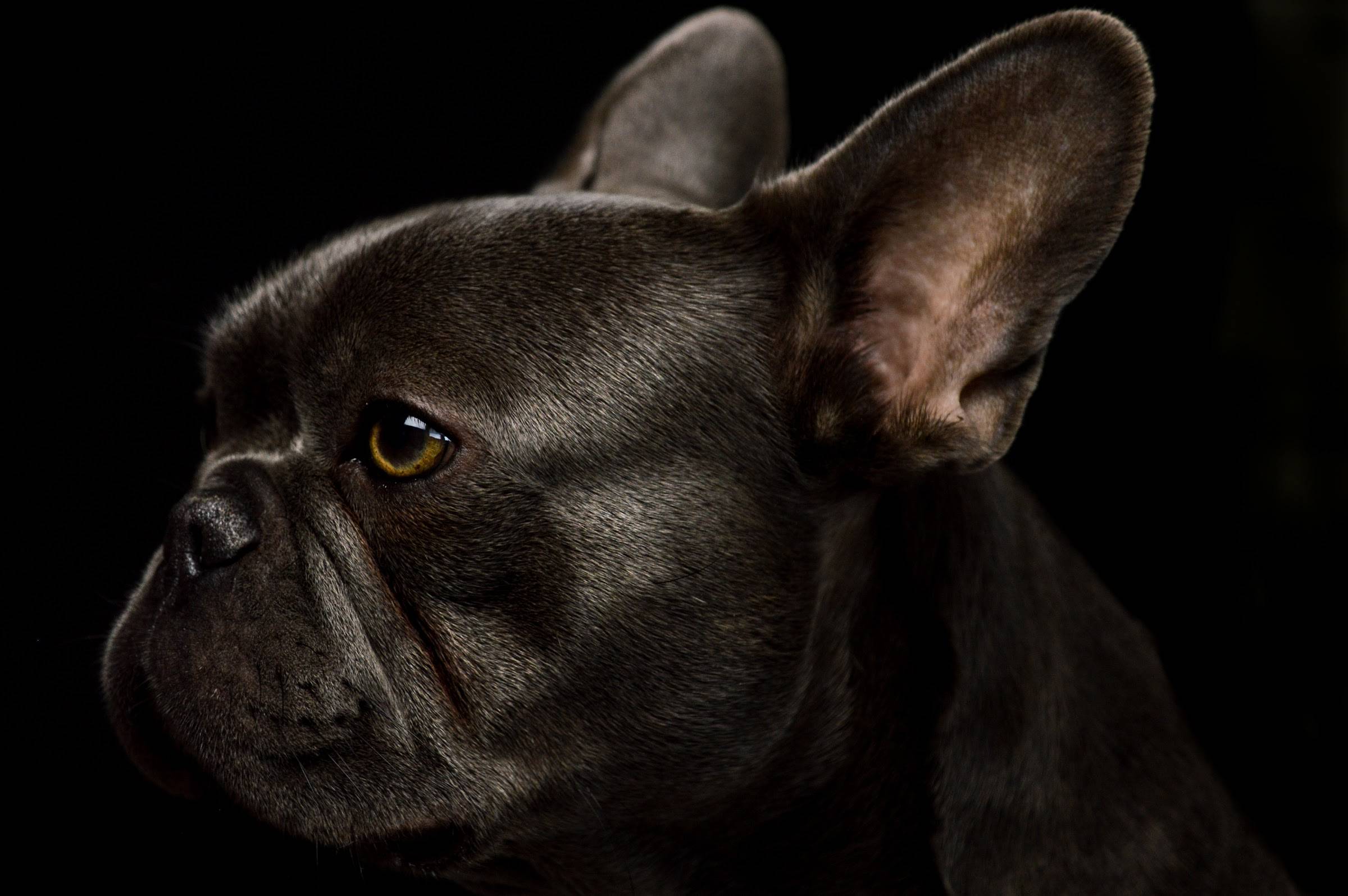 Nahaufnahme einer dunkelgrauen Französischen Bulldogge mit bernsteinfarbenen Augen und großen Ohren vor schwarzem Hintergrund.