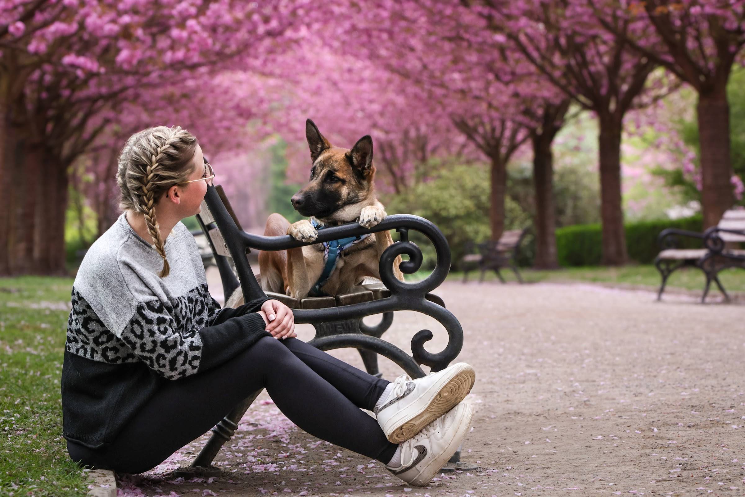 Frau mit Flechtzöpfen sitzt an eine Parkbank gelehnt, auf der ein junger Schäferhund steht und ihr ins Gesicht schaut, darüber rosa Kirschblüten.