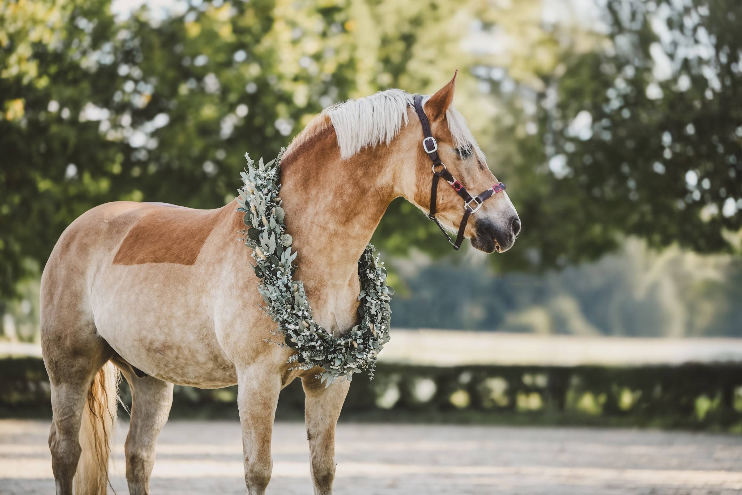 Haflinger mit heller Mähne trägt einen Kranz aus graugrünen Blättern um den Hals und steht auf einem Kiesweg in einem Park.