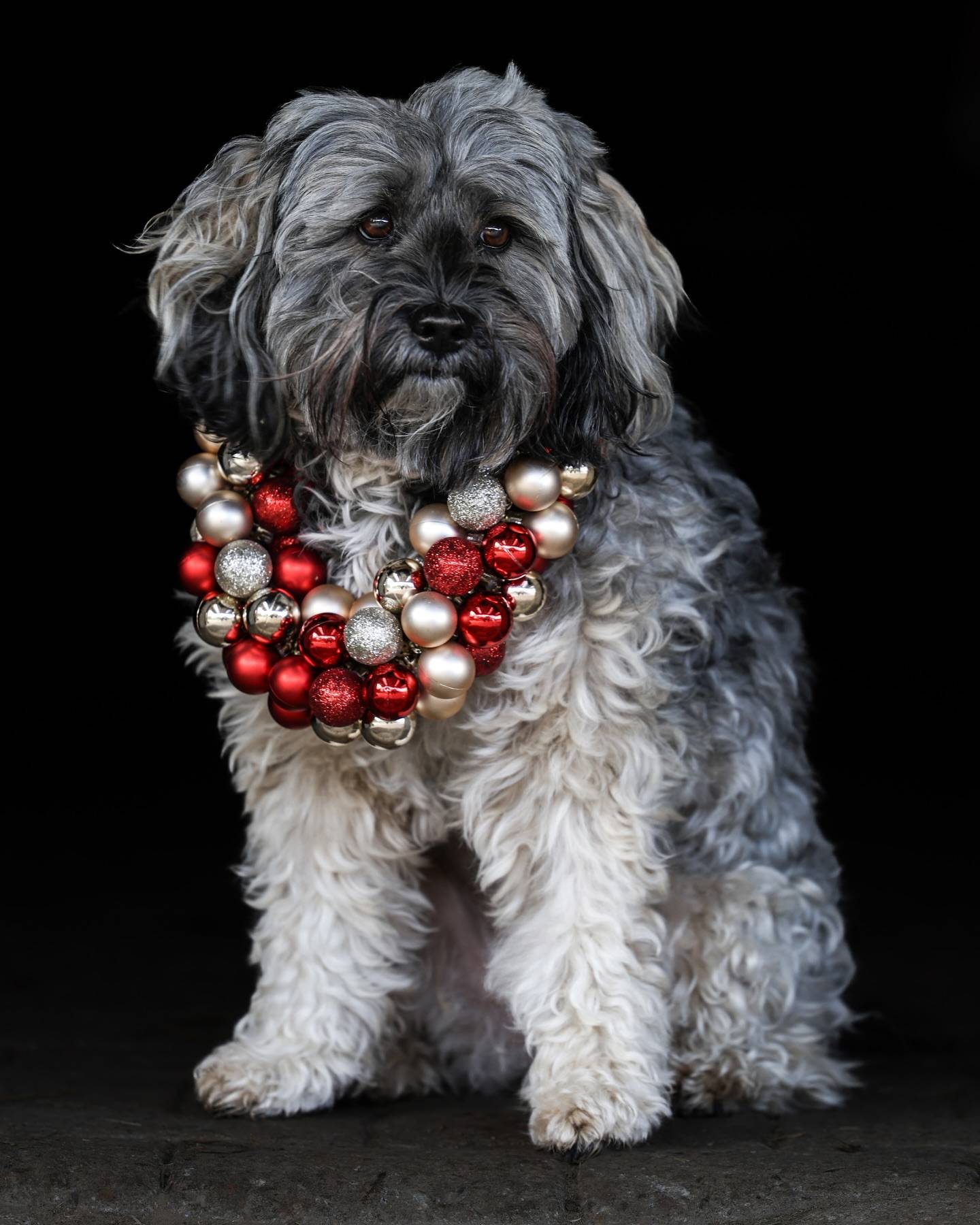 Kleiner grau-weißer, zotteliger Hund sitzt vor schwarzem Hintergrund und trägt einen Kranz aus roten und silbernen Weihnachtskugeln.