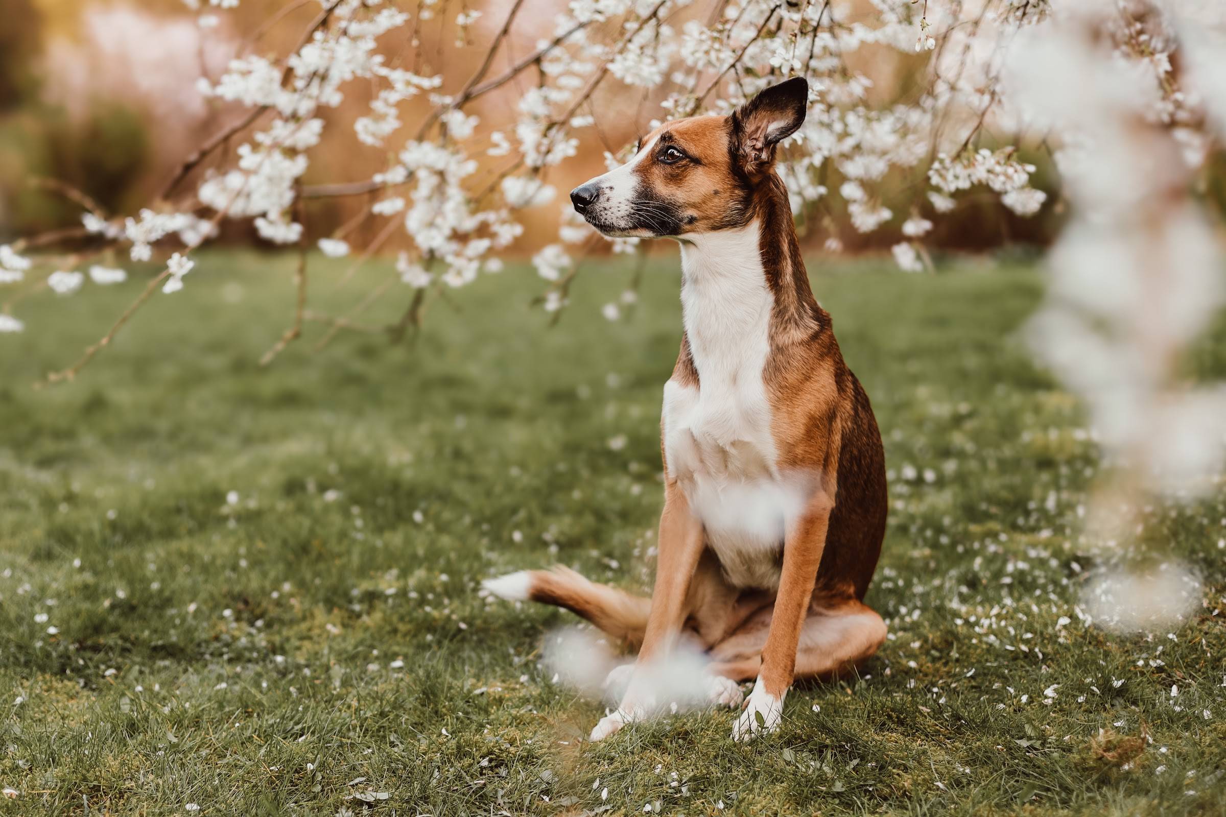 Schlanker brauner Hund mit weißer Brust sitzt auf einer Wiese und schaut zur Seite, im Vordergrund weiße Blütenzweige.