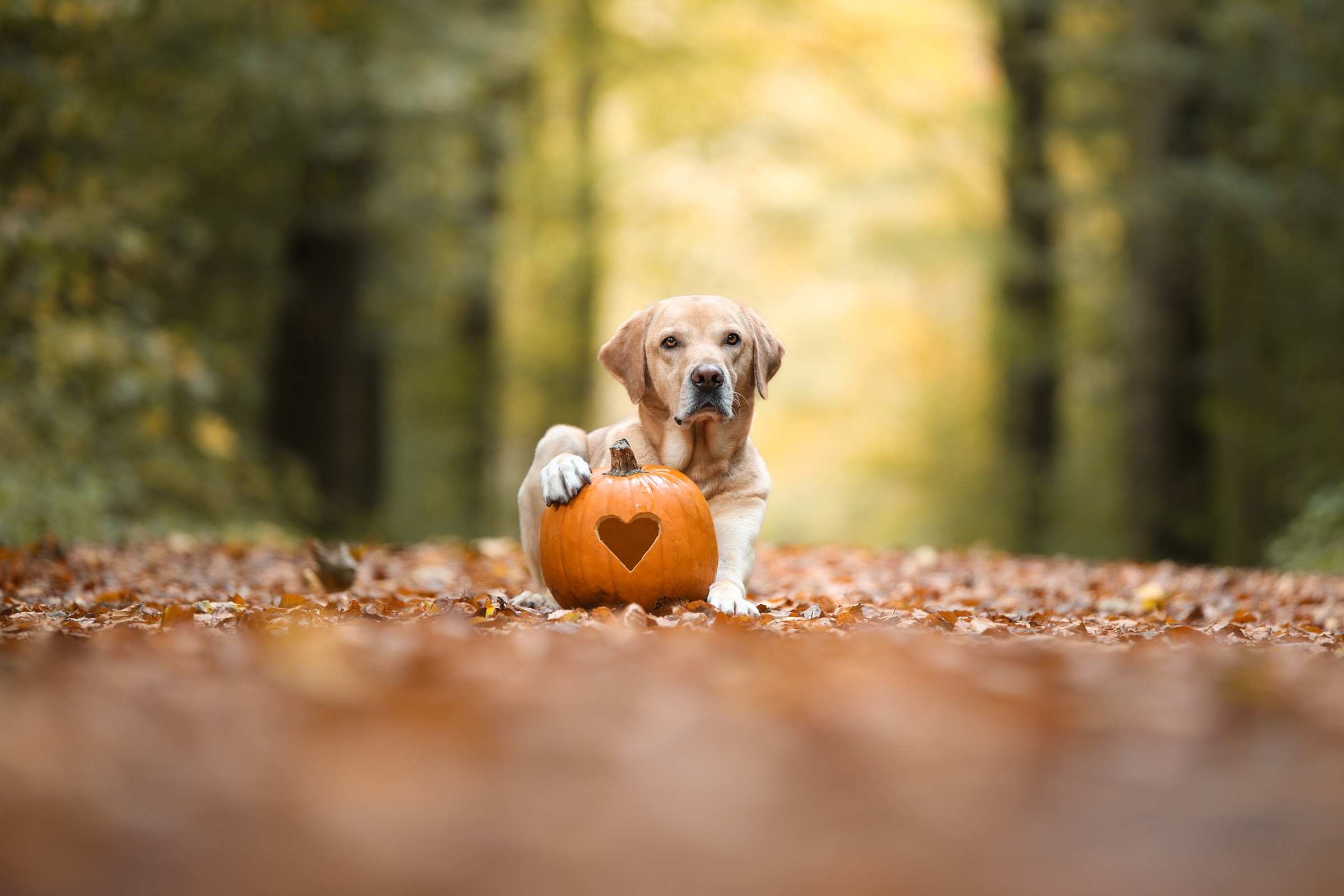 Heller Labrador liegt mit einer Pfote auf einem orangefarbenen Kürbis mit ausgeschnittenem Herz, im Vordergrund unscharfes Herbstlaub.