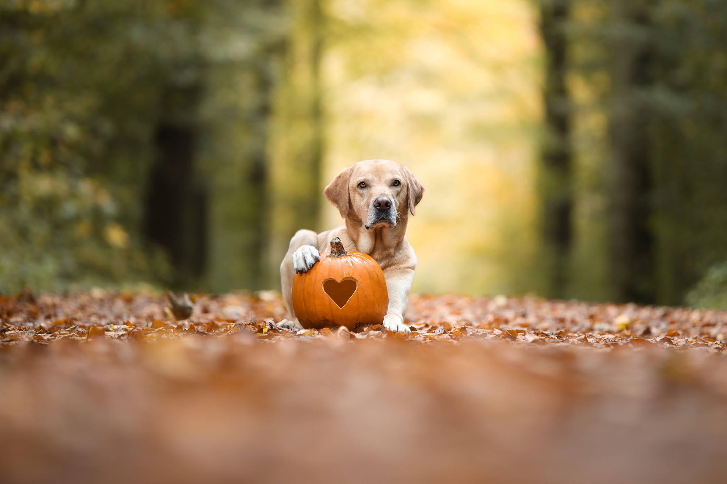 Heller Labrador liegt mit einer Pfote auf einem orangefarbenen Kürbis mit ausgeschnittenem Herz, im Vordergrund unscharfes Herbstlaub.