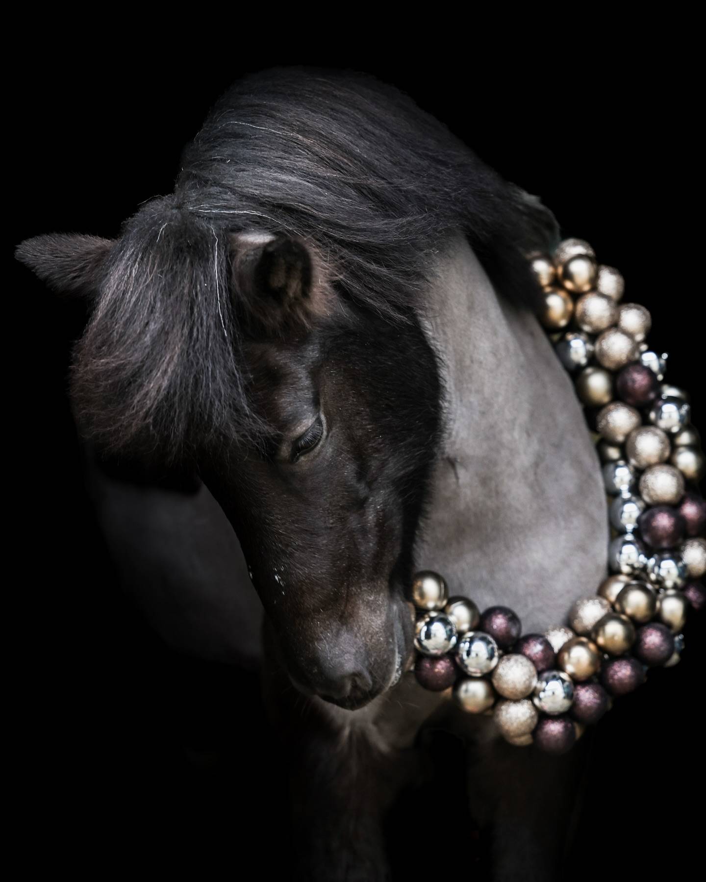 Dunkles Pony mit dichter grauer Mähne senkt den Kopf; um den Hals liegt ein Kranz aus silbernen, goldenen und dunkelroten Kugeln.