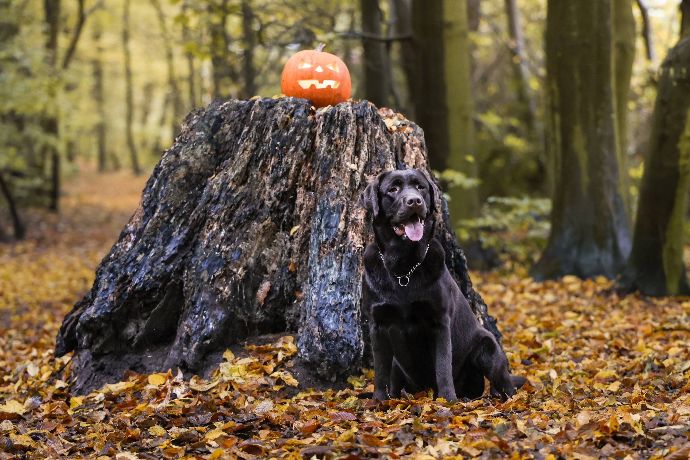 Schwarzer Hund liegt im Herbstlaub vor einem alten Baumstumpf, auf dem ein kleiner geschnitzter Kürbis steht.